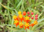 MilkweedBloomClose09
