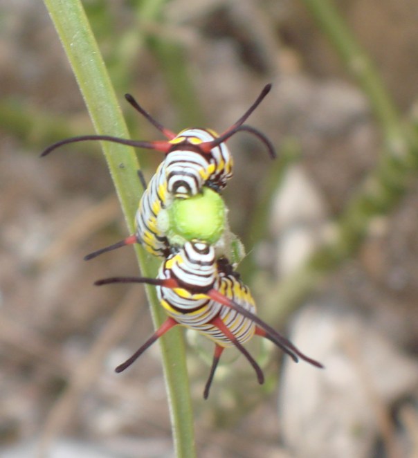 Zebra caterpillars